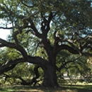 Request a Family Tree Brochure & Heritage Sites Guide